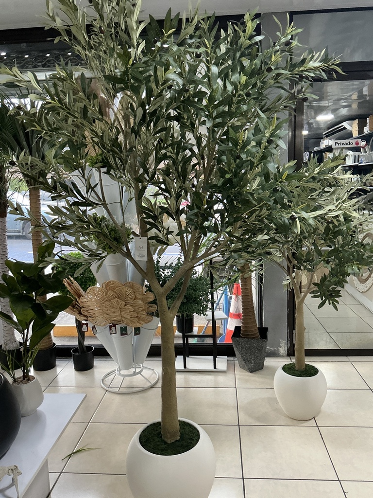 ARBOL DE OLIVO 2.20 MTS