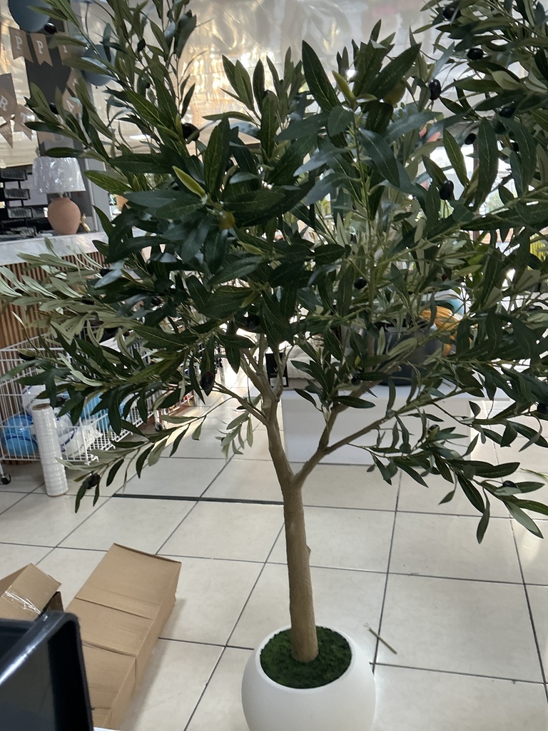 ARBOL DE OLIVO 1.80 MTS