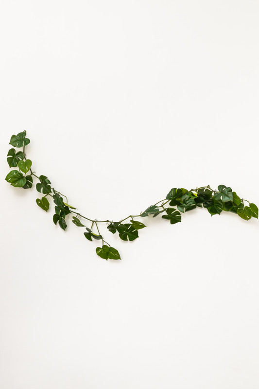 LINEA DE 35 HOJAS DE ENREDADERA, 1.70 MTS, MONSTERA DELICIOSA, HOJA GRANDE