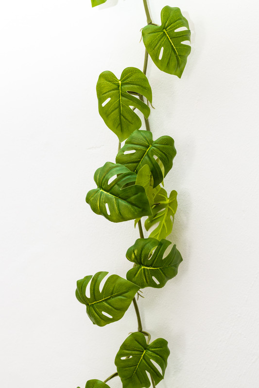 LINEA DE 35 HOJAS DE ENREDADERA, 1.70 MTS, MONSTERA DELICIOSA, HOJA PEQUEÑA