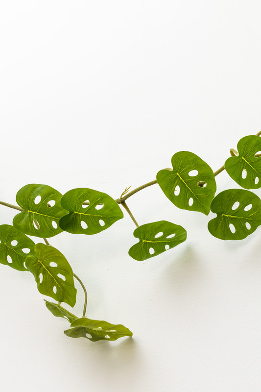 LINEA DE 35 HOJAS DE ENREDADERA, 1.70 MTS, MONSTERA  ADANSONII, HOJA PEQUEÑA