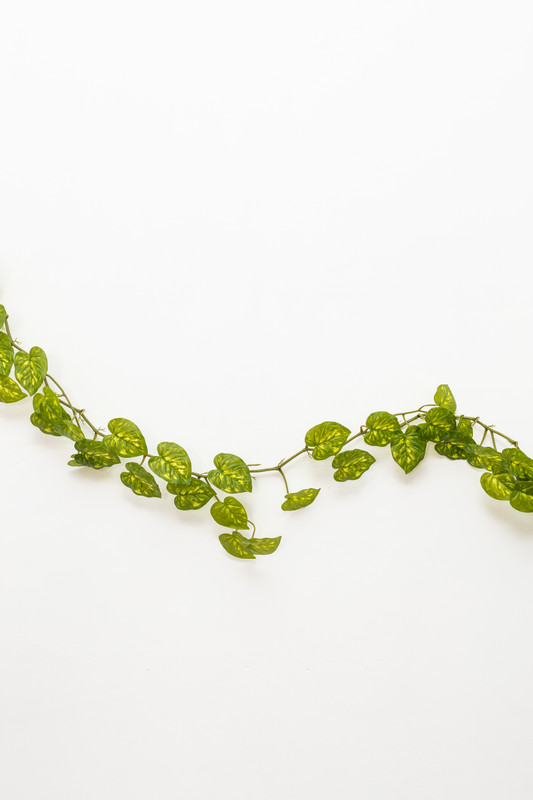 LINEA DE 35 HOJAS DE ENREDADERA , 1.70 MTS, POTUS 