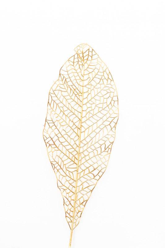 HOJA DORADA ANCHA CON HOYOS