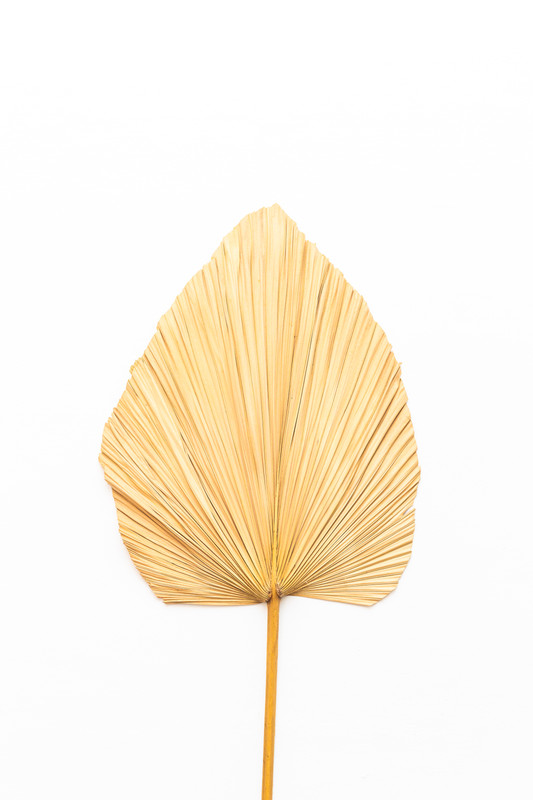 HOJA DE PALMA SECA, 73 CM