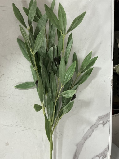 [IV-2259] Rama de Olivo