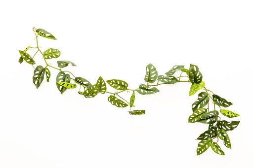 [IV-0002] LINEA DE 35 HOJAS DE ENREDADERA, 1.70 MTS, MONSTERA ADANSONII, HOJA GRANDE