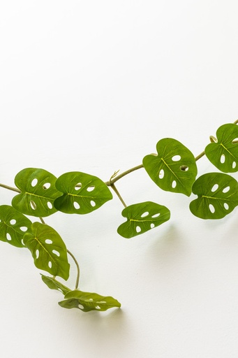 [IV-0004] LINEA DE 35 HOJAS DE ENREDADERA, 1.70 MTS, MONSTERA  ADANSONII, HOJA PEQUEÑA