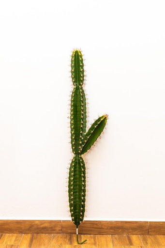 [IV-0010] PLANTA ARTIFICIAL, 1.20 MTS, CACTUS VERDE