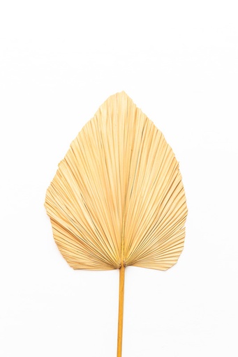 [IV-0021] HOJA DE PALMA SECA, 73 CM